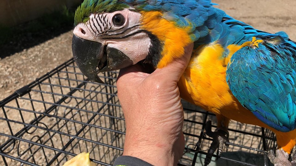 ルリコンゴウインコ ベニコンゴウインコ販売中 広島初のフクロウカフェ オウルドベース