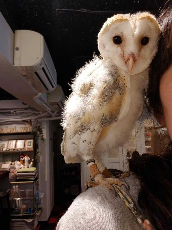 フクロウの雛ちゃん 成長その後 広島初のフクロウカフェ オウルドベース