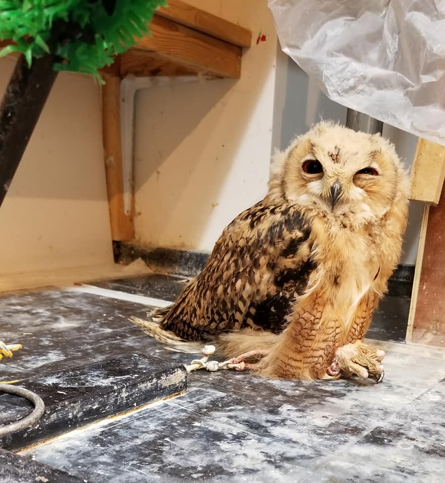 てんちょのマイブームはファラオワシミミズクのひゅうが君 販売中 広島初のフクロウカフェ オウルドベース てんちょのマイブームはファラオワシミミズクのひゅうが君 販売中 広島初のフクロウカフェ オウルドベース