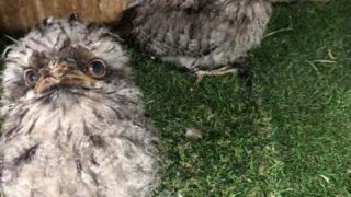 激かわ☆ガマグチヨタカの雛 販売中！ | 広島初のフクロウカフェ