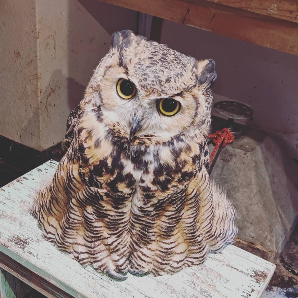 憧れのワシミミズクと暮らそう 広島初のフクロウカフェ オウルドベース