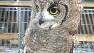 アフリカワシミミズク中雛☆入荷販売予定 | 広島初のフクロウカフェ