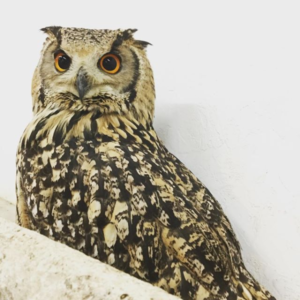 憧れのワシミミズクと暮らそう 広島初のフクロウカフェ オウルドベース