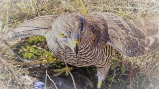 オオタカで獲物GETしました。 | 広島初のフクロウカフェ オウルドベース