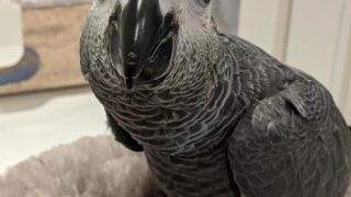 オウムスタンド(ヨウム用) 楽天市場】オウム スタンドの通販