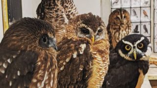 フクロウ・鷹・隼 大特価☆20万円均一セール！ | 広島初の