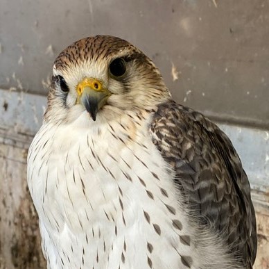 ハヤブサ大特価販売のご案内 広島初のフクロウカフェ オウルドベース