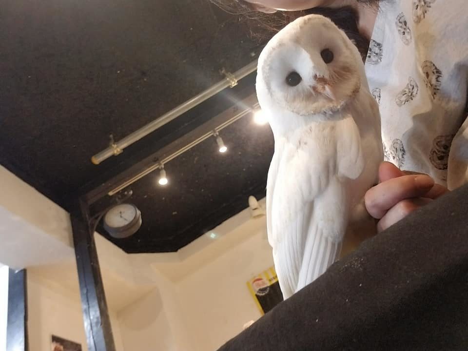 小さかったフクロウの雛ちゃん お迎え時になりました 広島初のフクロウカフェ オウルドベース