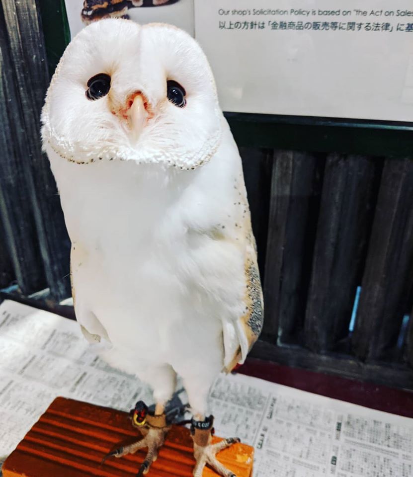 メンフクロウ 販売中 年生まれ 国内ブリード雛 広島初のフクロウカフェ オウルドベース