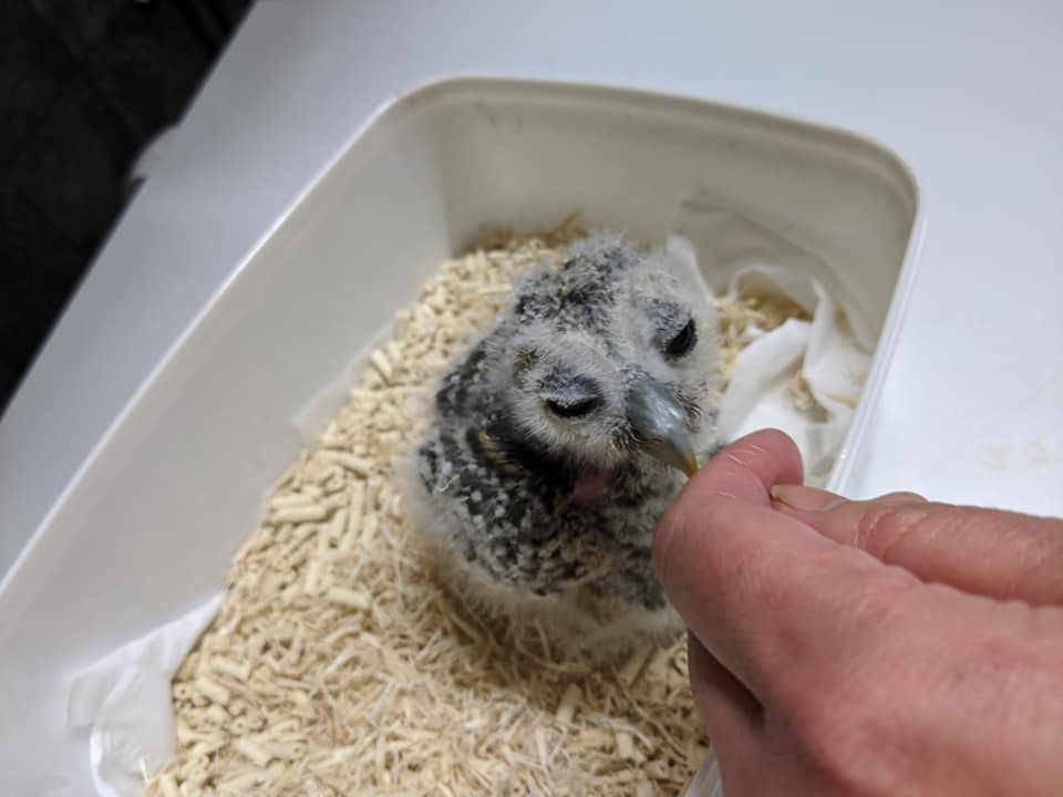 販売中のフクロウの雛ちゃんたち