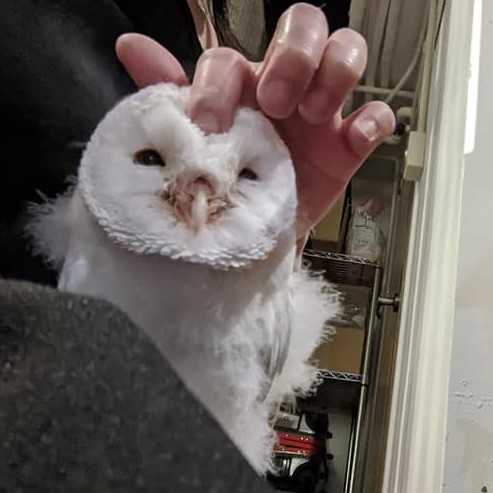 ふれあい再開・手乗せデビューの雛ちゃんたち