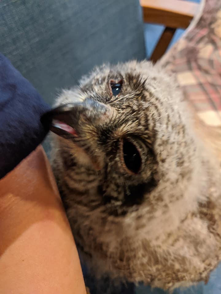 フクロウと過ごす休日♪