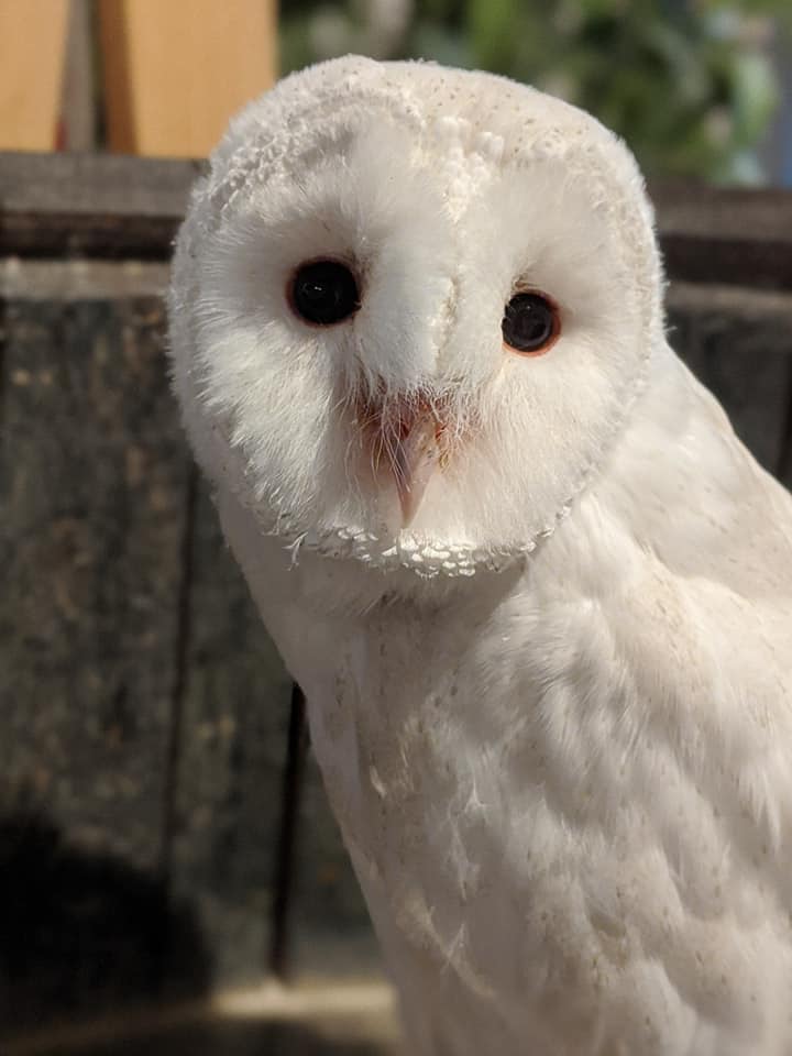 アルビノメンフクロウ こでまりちゃん アイドルの予感 広島初のフクロウカフェ オウルドベース