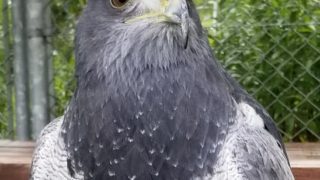 速報☆販売中の鷹・ハヤブサ | 広島初のフクロウカフェ