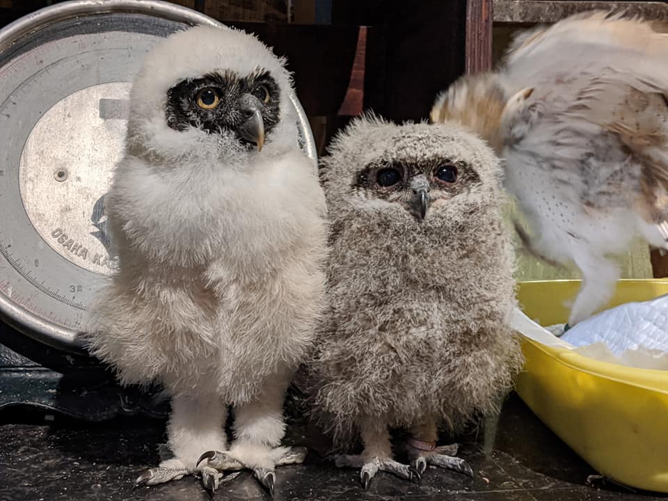 統率不可能☆フクロウ雛の撮影会