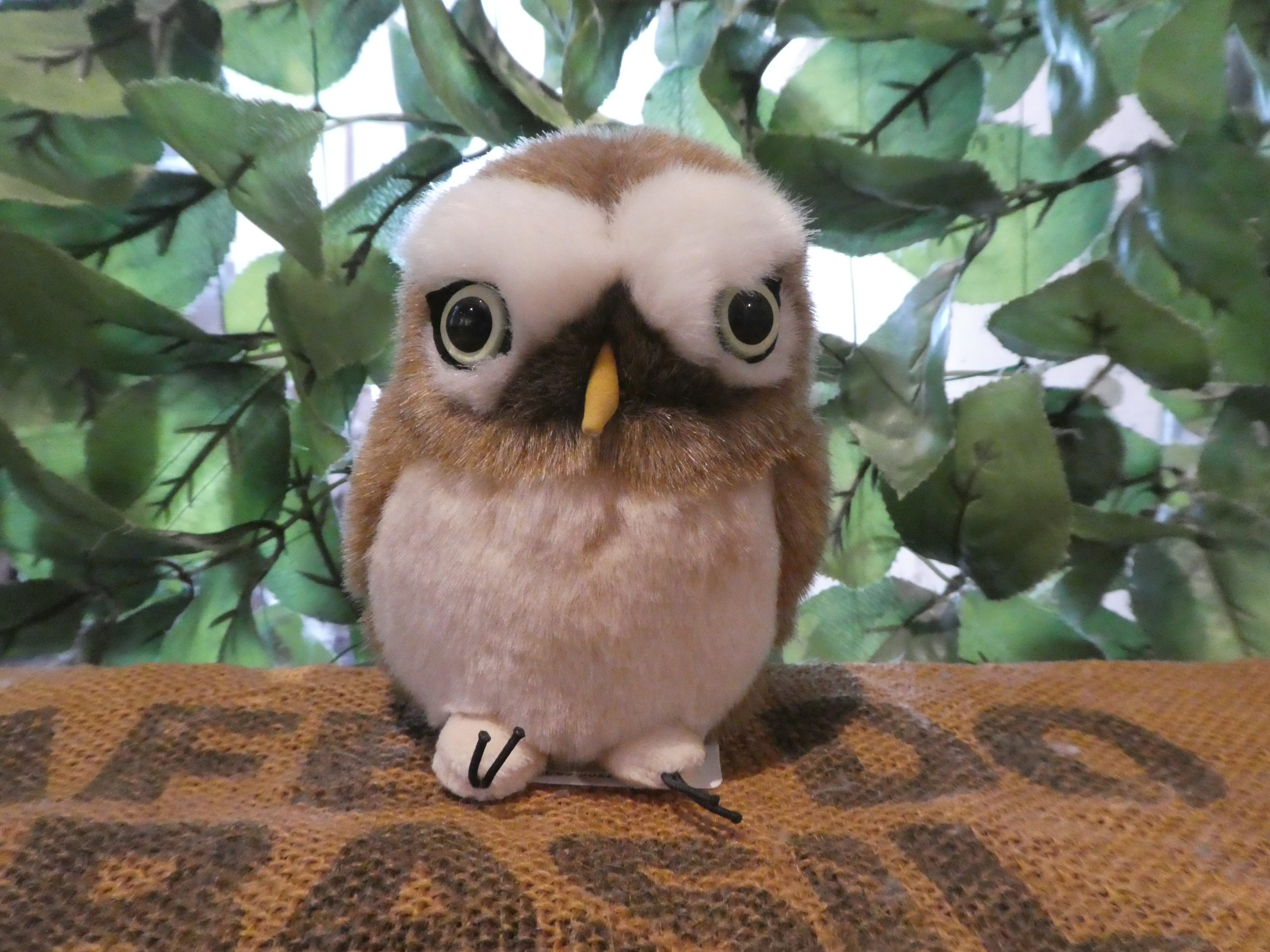 ぬいぐるみ りくのなかまたち こきんめふくろう 広島初のフクロウカフェ オウルドベース