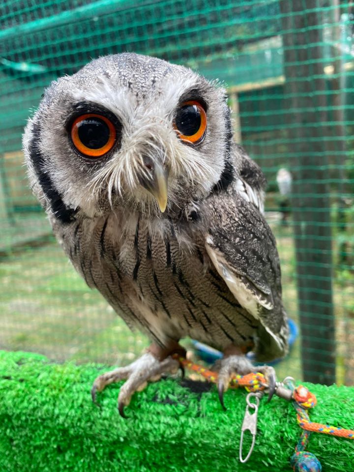 フクロウの雛 早割第５弾 販売開始金曜日 広島初のフクロウカフェ オウルドベース