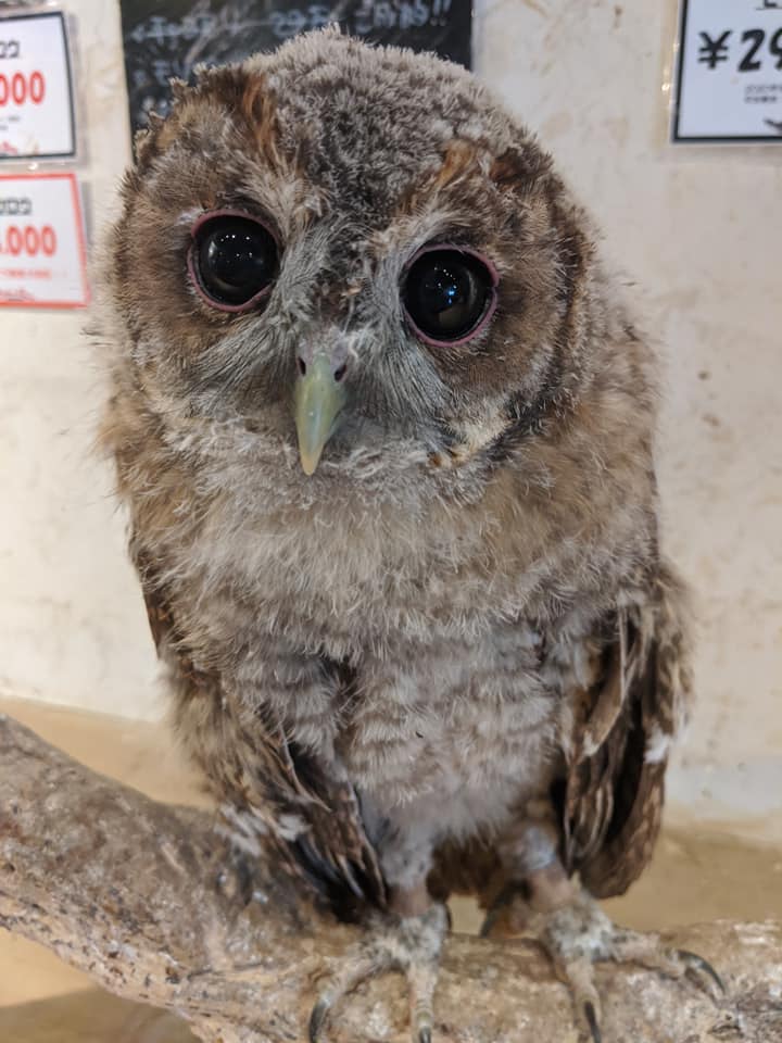 W ｽﾔｧ 中型編vol 2 広島初のフクロウカフェ オウルドベース