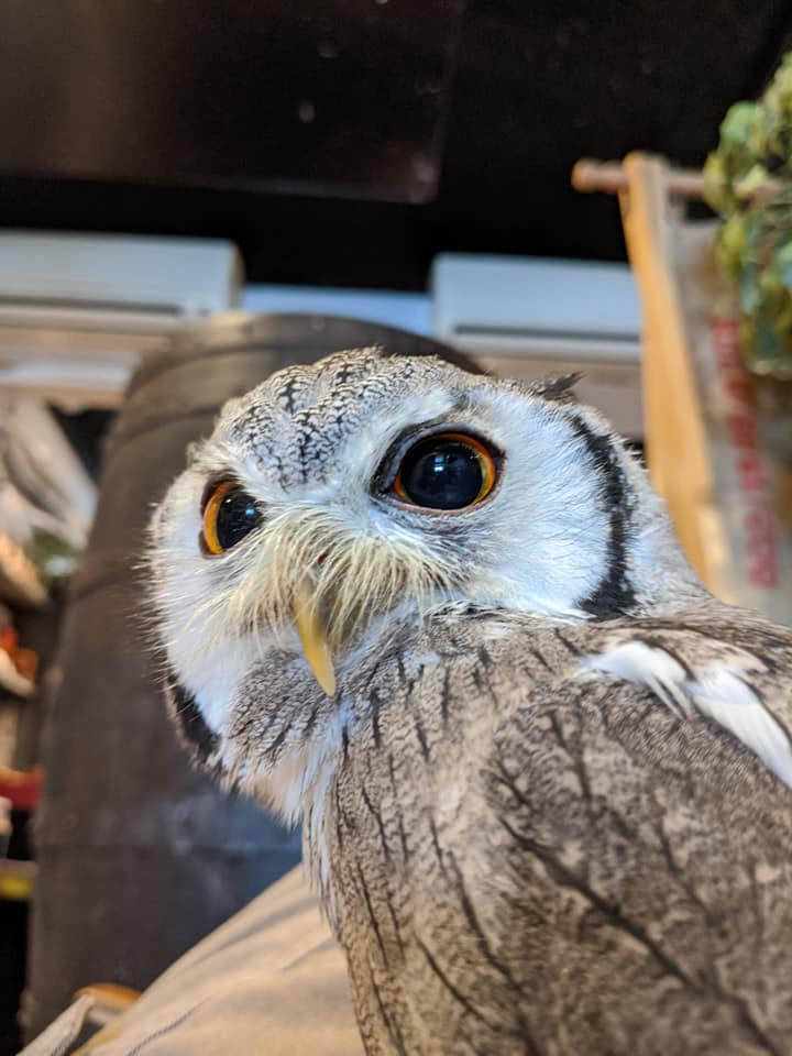 休日の過ごし方_アフリカオオコノハズク編 | 広島初のフクロウカフェ