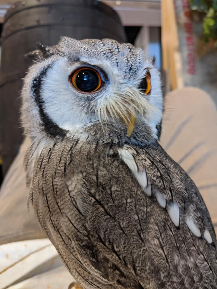 休日の過ごし方 アフリカオオコノハズク編 広島初のフクロウカフェ オウルドベース