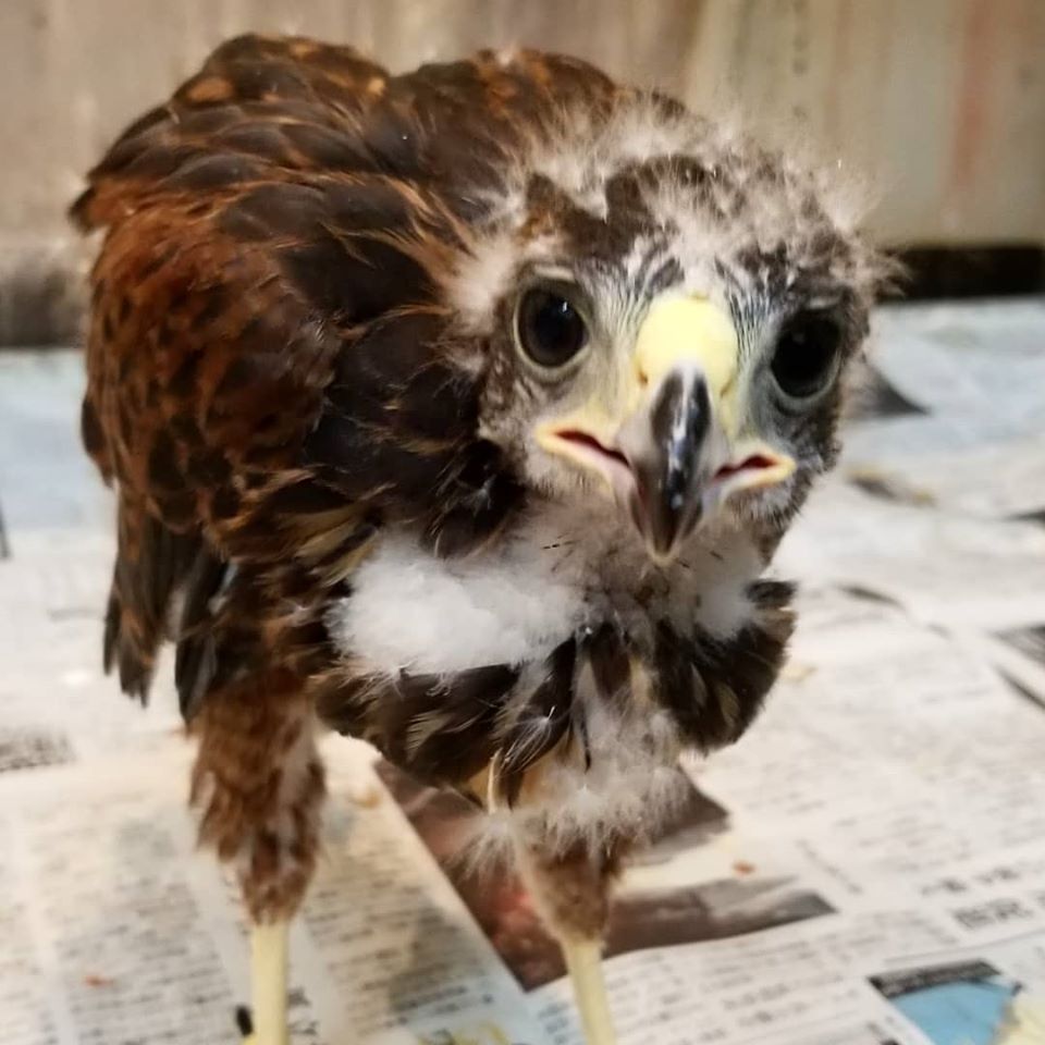 入荷予告 ハリスホーク販売開始来週 広島初のフクロウカフェ オウルドベース