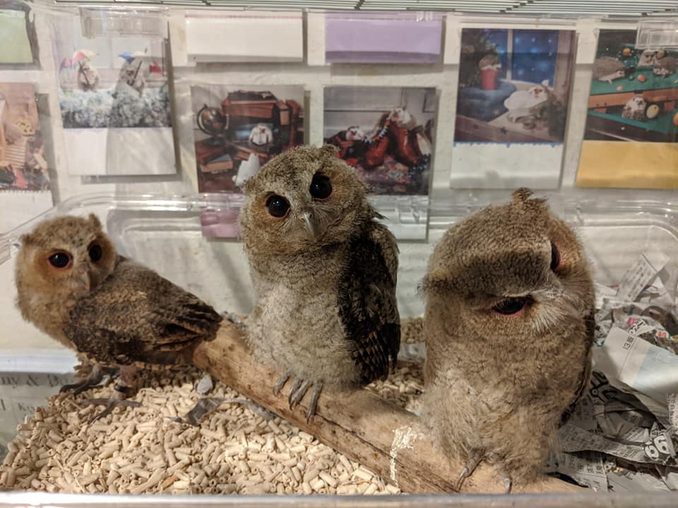 早割☆御礼とジャングルハンター出展のお知らせ♪