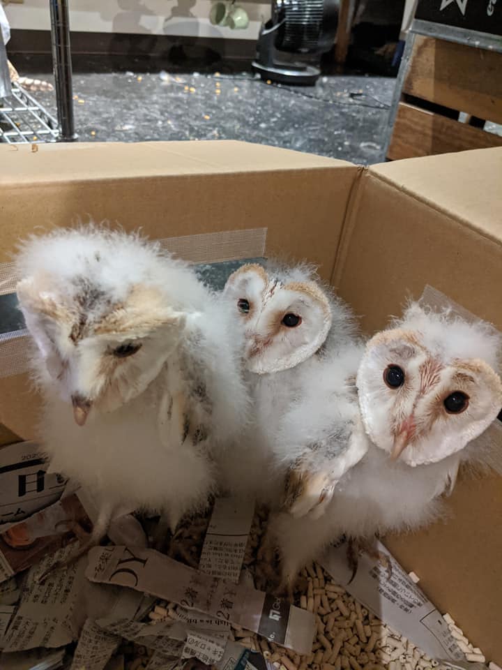 メンフクロウ雛、再入荷！！