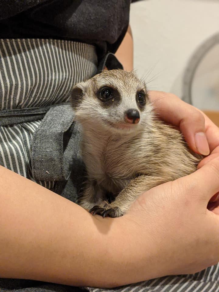 ミーアキャットベビー入荷しました 広島初のフクロウカフェ オウルドベース