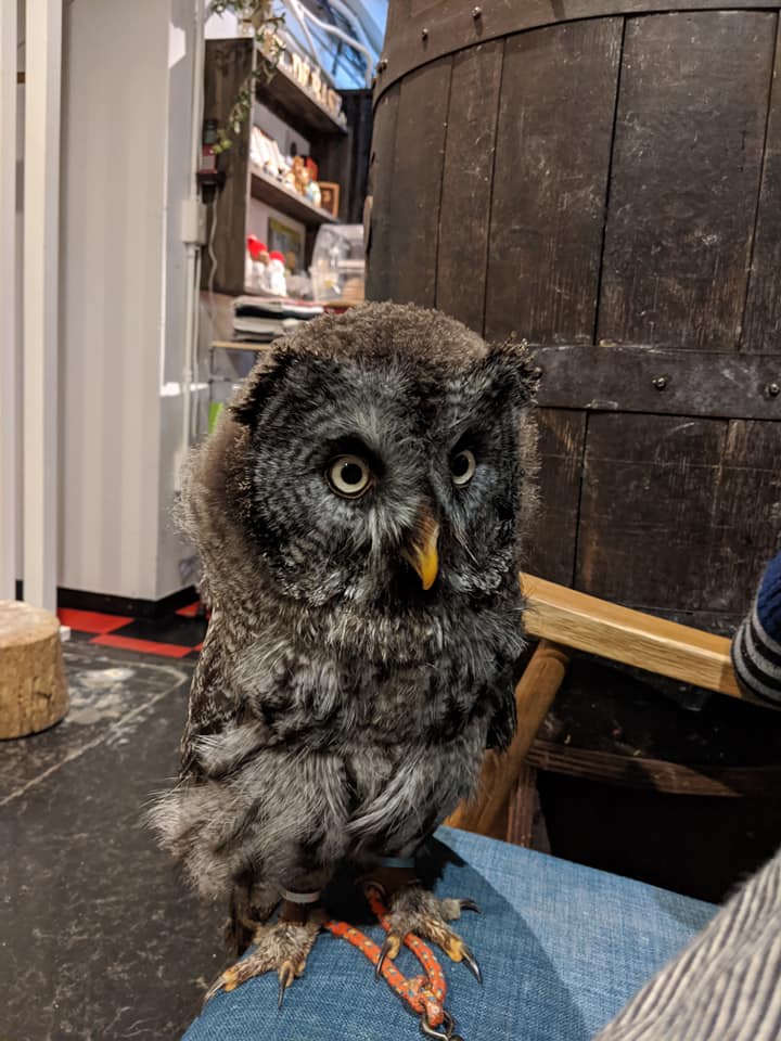 カラフトフクロウノススメ