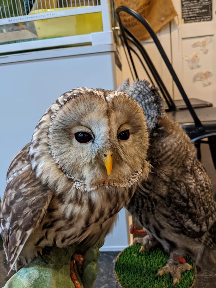 ゴールデンコンビ誕生☆ウラルアウルとカラフトフクロウ