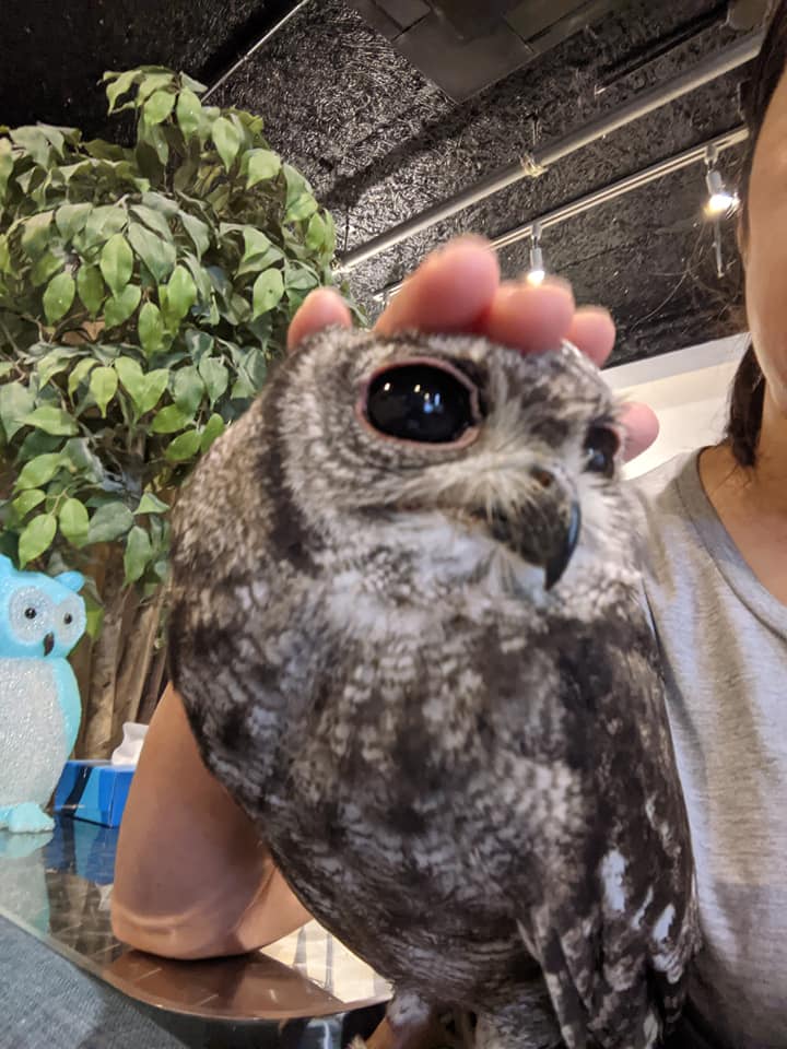 あどけなさ全開、最年少千歳ちゃん☆アビシニアンワシミミズク販売中