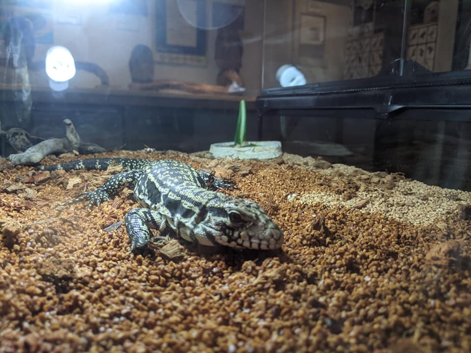 ビオトープ、爬虫類、両生類、猛禽類etc... ビオトープ、爬虫類、両生類、猛禽類etc