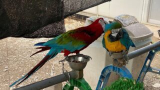 162384484_903084770505277_9076