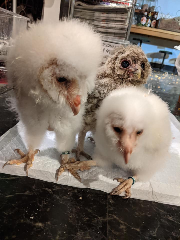 猛禽類】GW大特価セール2021 | 広島初のフクロウカフェ オウルドベース