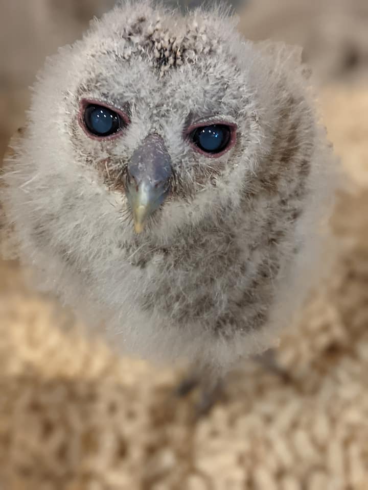 モリフクロウの雛が超絶可愛い 広島初のフクロウカフェ オウルドベース