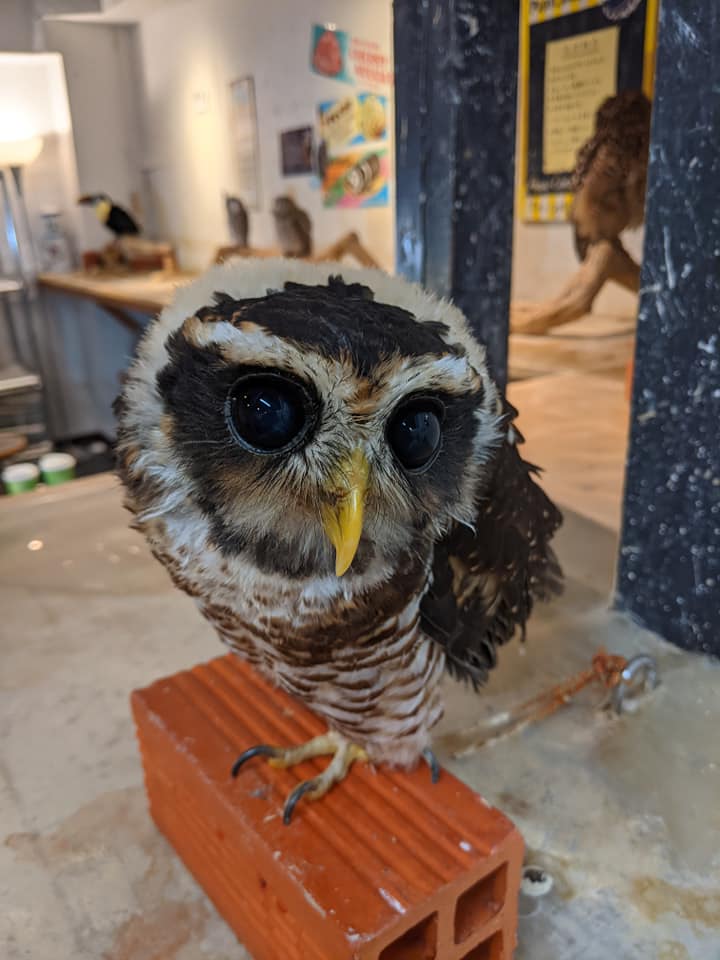 フクロウの雛☆育雛日記Part.5