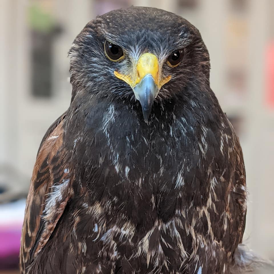 笑顔をお届け 夏のボーナス祭り 第２弾 猛禽類 小動物販売 広島初のフクロウカフェ オウルドベース