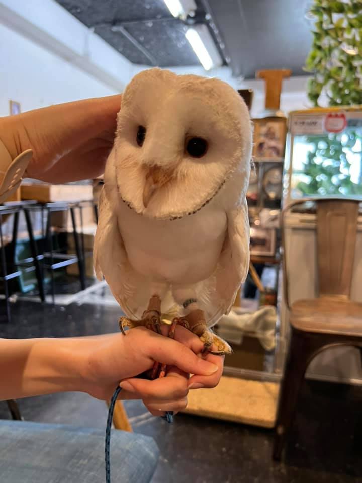 メンフクロウ祭り～☆大特価販売のお知らせ