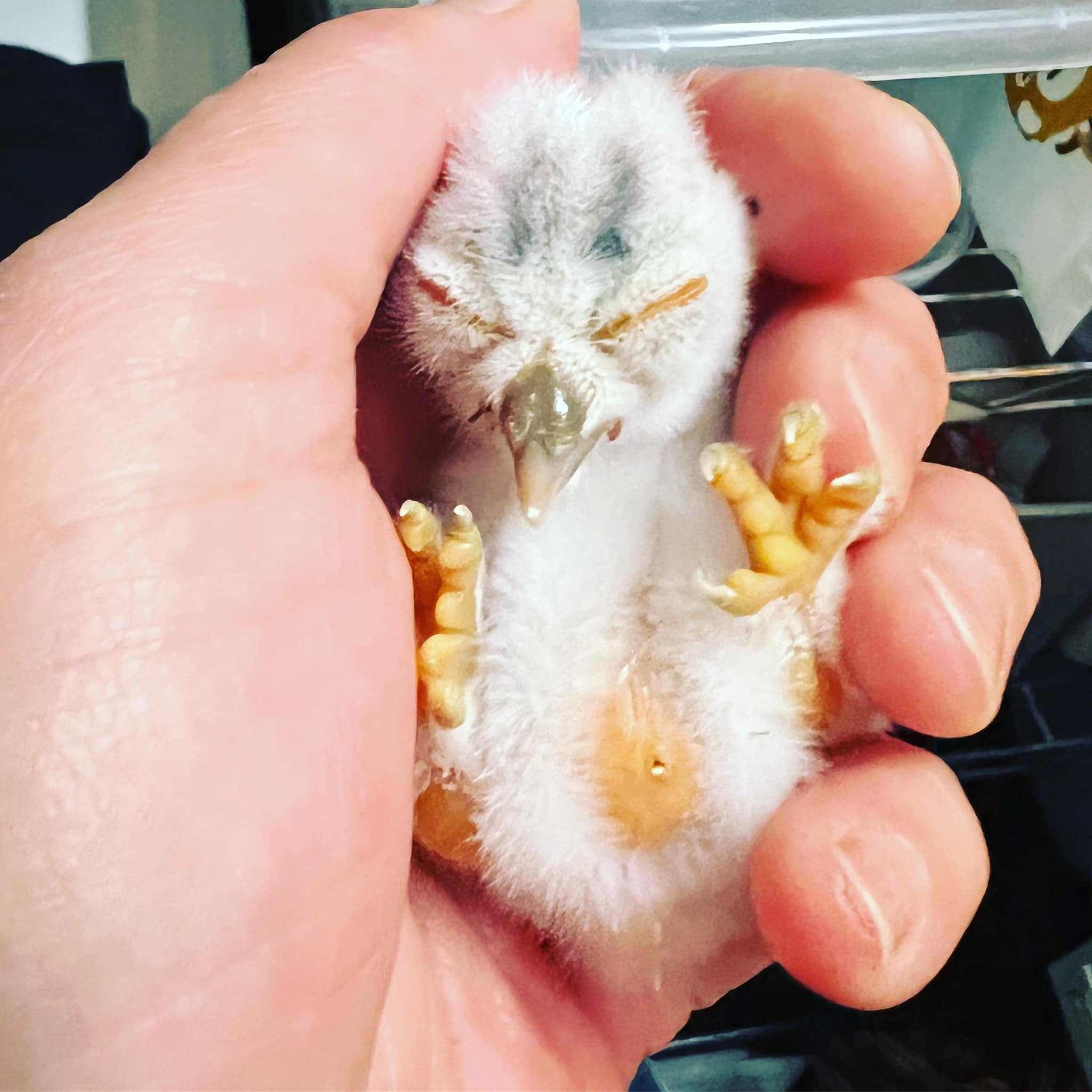 アフリカオオコノハズク雛販売中 | 広島初のフクロウカフェ オウルドベース