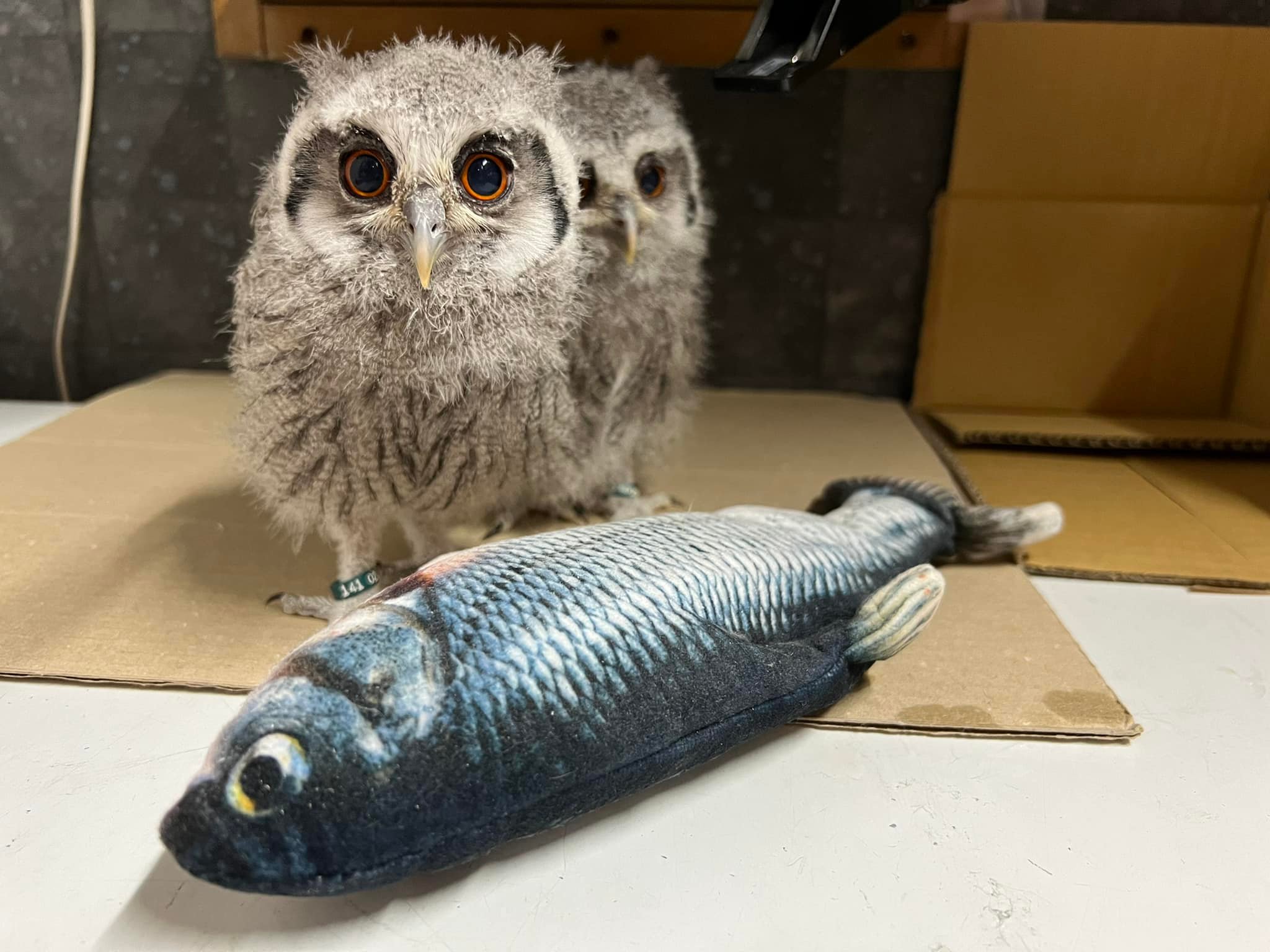 フクロウの雛☆販売中_アフリカオオコノハズク編 | 広島初のフクロウ