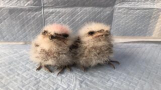 ガマグチヨタカ雛☆予約受付中_2022年4月12日 | 広島初のフクロウ