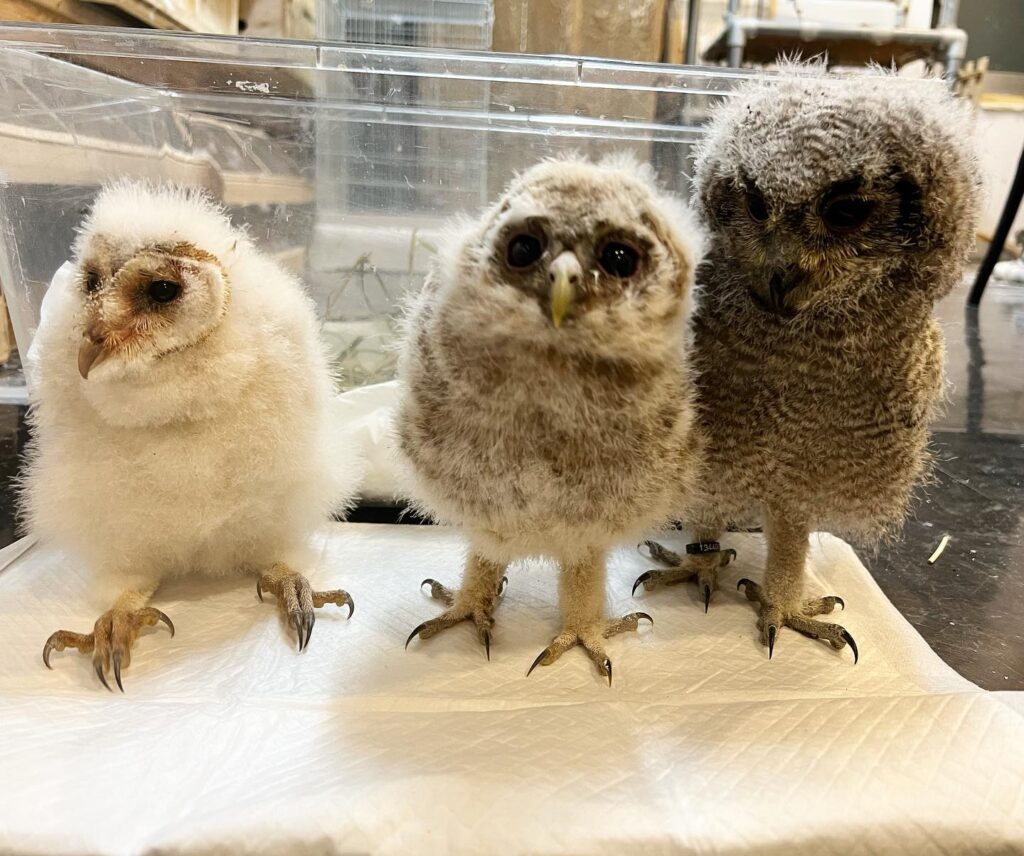 【フクロウ雛販売】東レプ便乗セール☆開催中