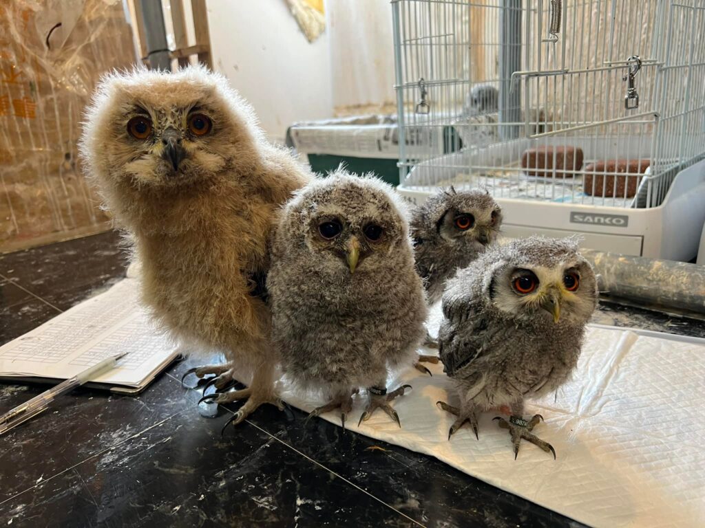 【フクロウの雛販売】育雛日記