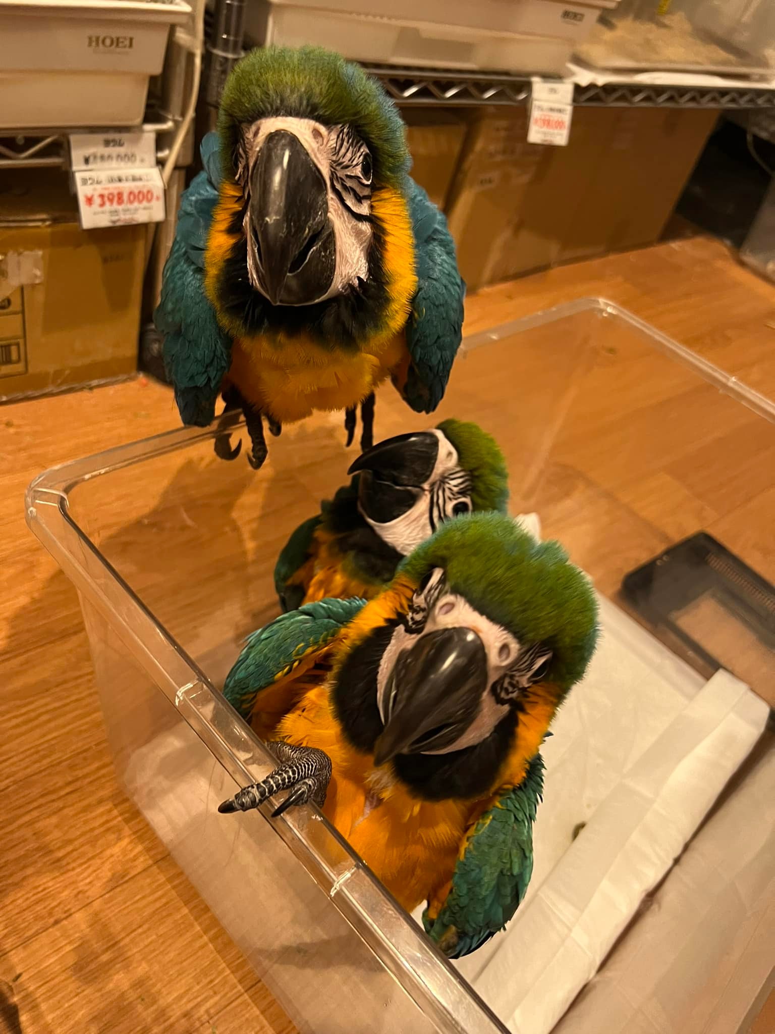 ルリコンゴウインコ入荷しました_2022年6月26日 | 広島初のフクロウ
