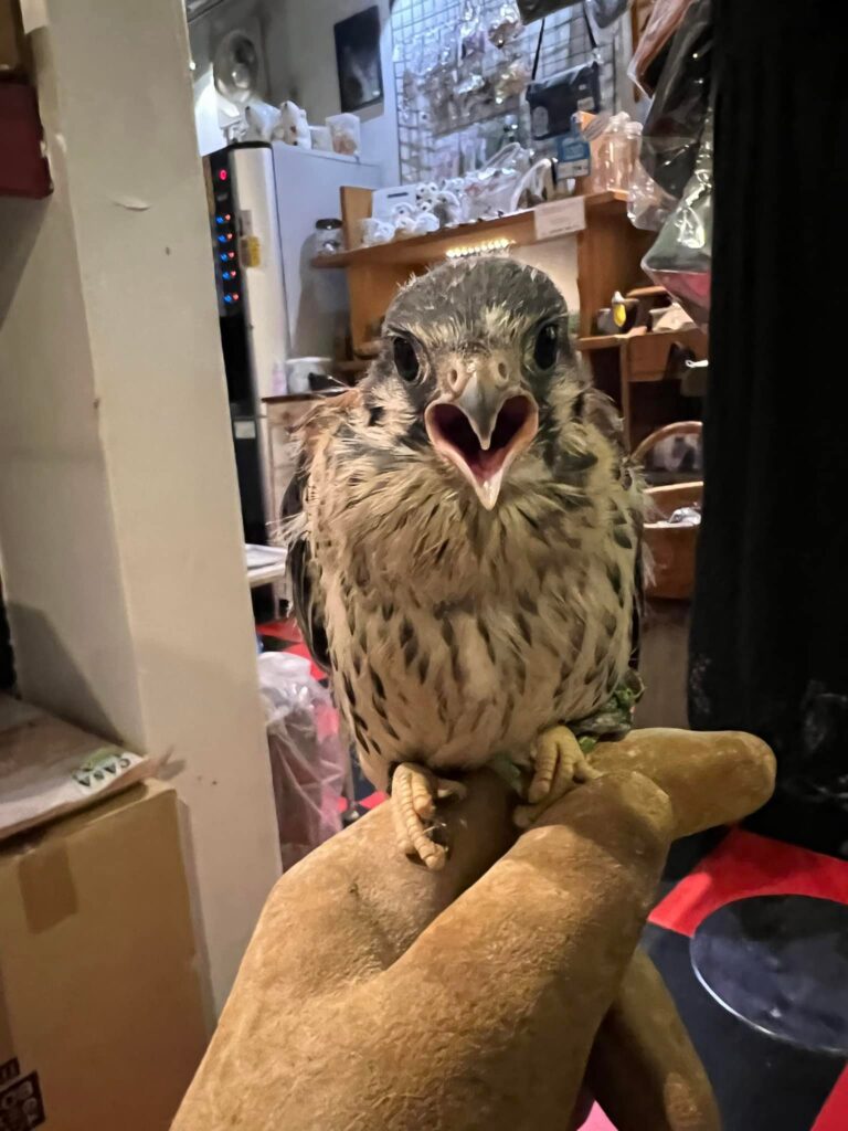 フクロウの雛入荷☆早割大特価で販売中！