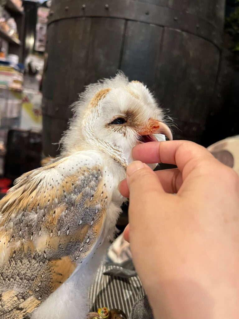【フクロウ雛販売】メンフクロウ雛入荷
