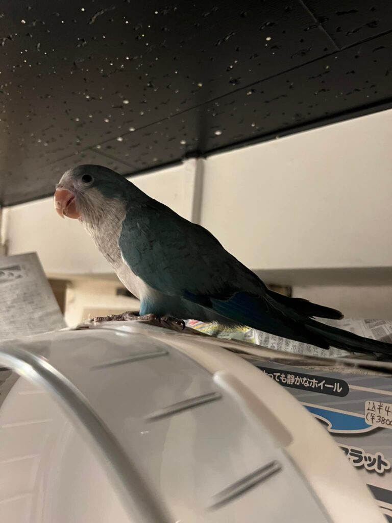 【中型インコ販売】オキナインコブルー入荷