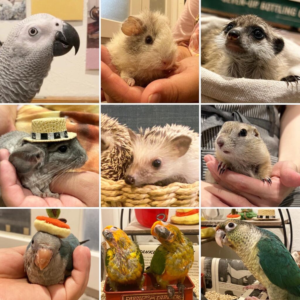 真夏の大特価2022はじまりました【小動物・インコ編】