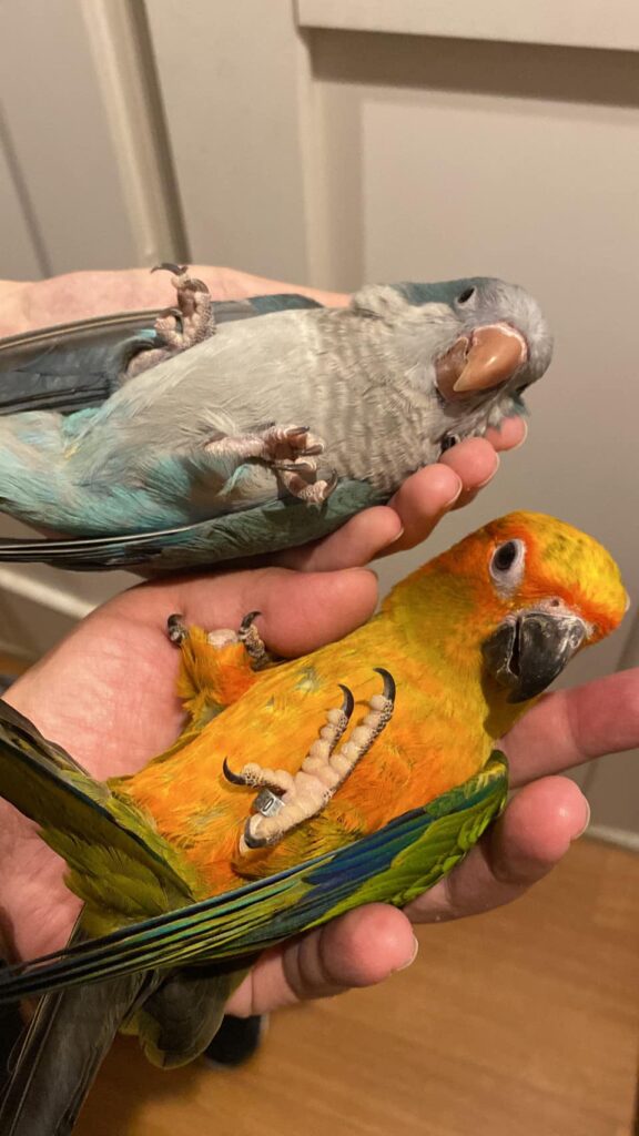 大型インコ・ヨウムの販売 | 販売 | 広島初のフクロウカフェ