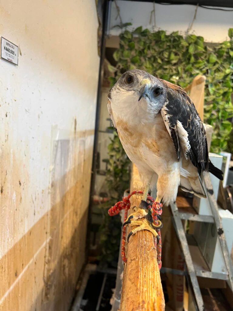 猛禽類 パーチ 2本 - 鳥